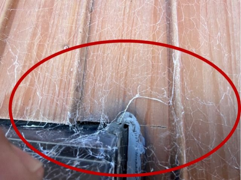トタン外壁の一部に蜘蛛の巣の付着
